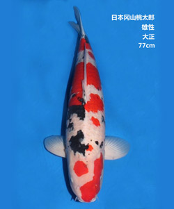 77cm雄性大正三色錦鯉