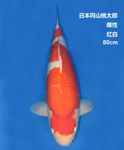 桃太郎80cm紅白錦鯉