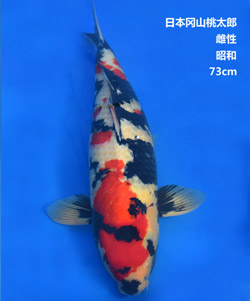 桃太郎73cm昭和錦鯉