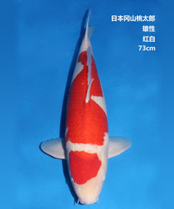 桃太郎73cm紅白錦鯉