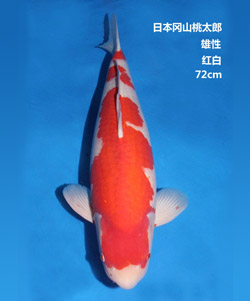 桃太郎72cm紅白錦鯉