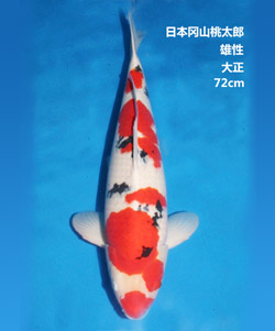72cm雄性大正三色錦鯉