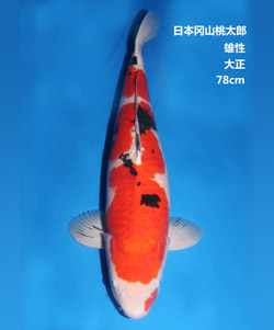 78cm雄性大正三色錦鯉