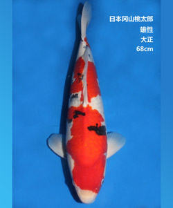 拍賣-68cm雄性大正三色錦鯉