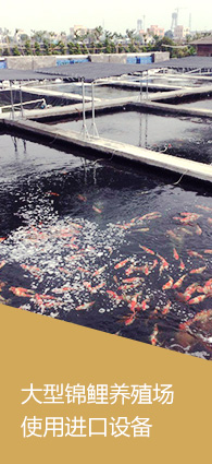 大型錦鯉養殖場 使用進口設備