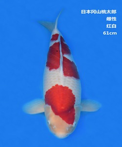 桃太郎61CM紅白錦鯉