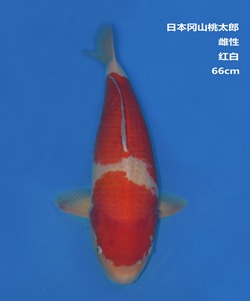 桃太郎66CM紅白錦鯉