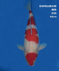 桃太郎68CM紅白錦鯉