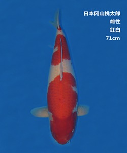 桃太郎71CM紅白錦鯉