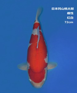 桃太郎72CM紅白錦鯉