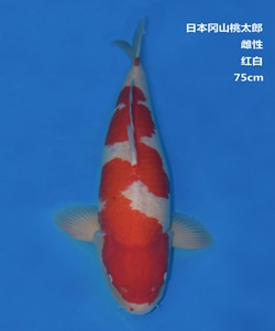 桃太郎75CM紅白錦鯉