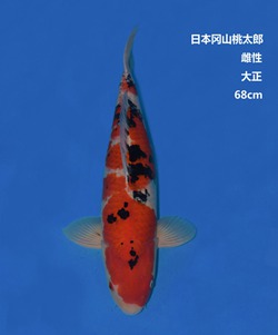 桃太郎68CM大正錦鯉