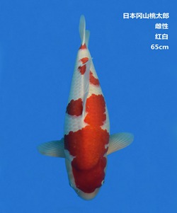 桃太郎65CM紅白錦鯉