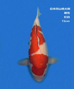 桃太郎72CM紅白錦鯉