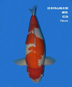 桃太郎76CM紅白錦鯉