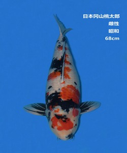 桃太郎68CM昭和錦鯉