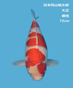 桃太郎72cm大正錦鯉