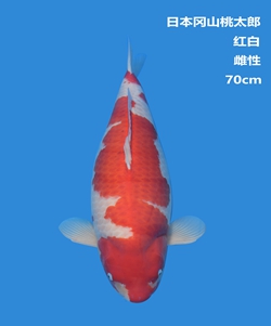 桃太郎70cm紅白錦鯉