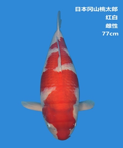 桃太郎77cm紅白錦鯉