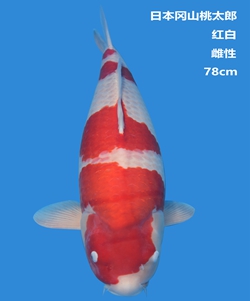 桃太郎78cm紅白錦鯉