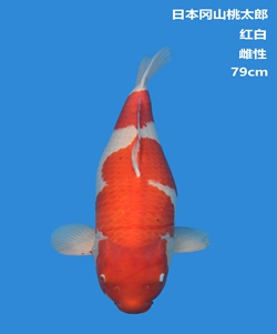 桃太郎79cm紅白錦鯉