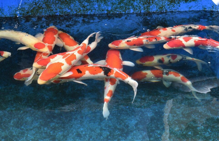 金莊桃太郎錦鯉A1池 60-78cm