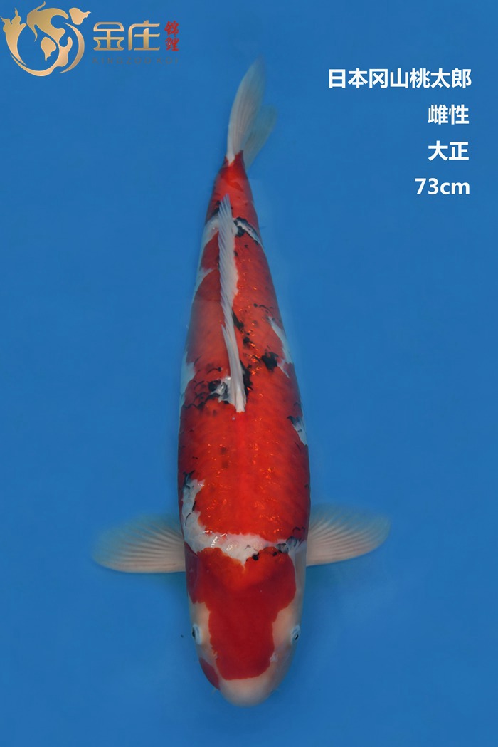 桃太郎紅白錦鯉雌性73CM