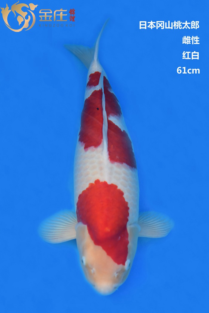 桃太郎61CM雌性紅白錦鯉