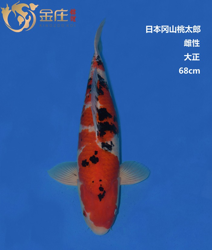 桃太郎68CM雌性大正錦鯉