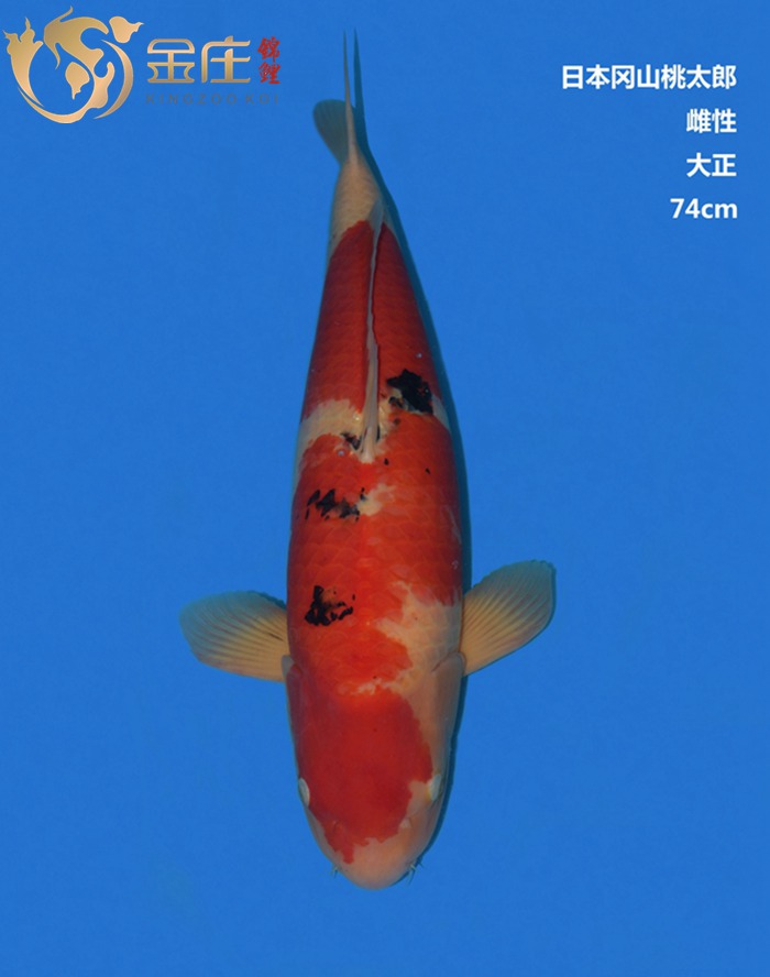 桃太郎74CM雌性大正錦鯉