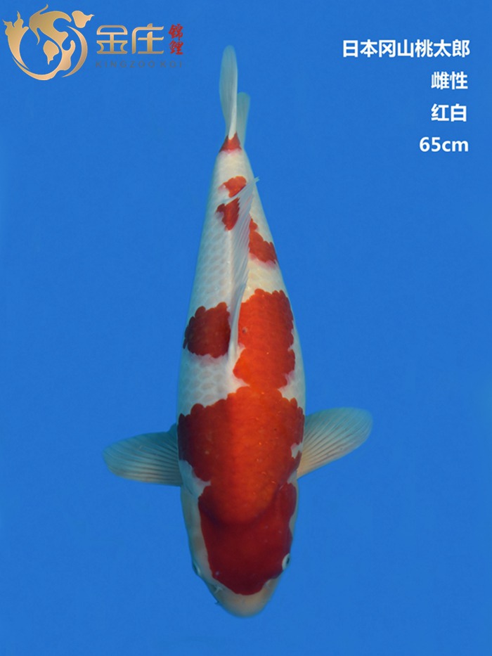 桃太郎65CM雌性紅白錦鯉