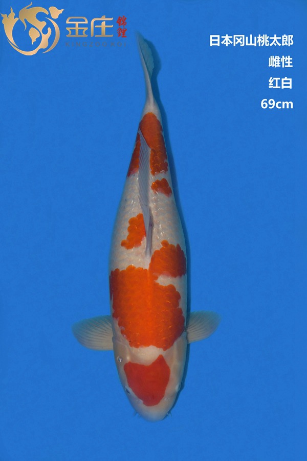 桃太郎69CM雌性紅白錦鯉