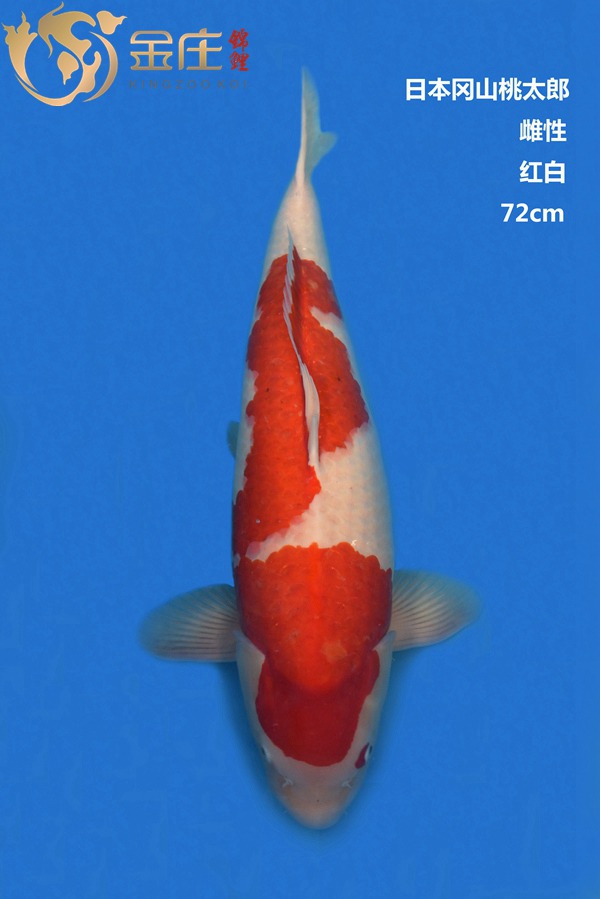 桃太郎72CM雌性紅白錦鯉