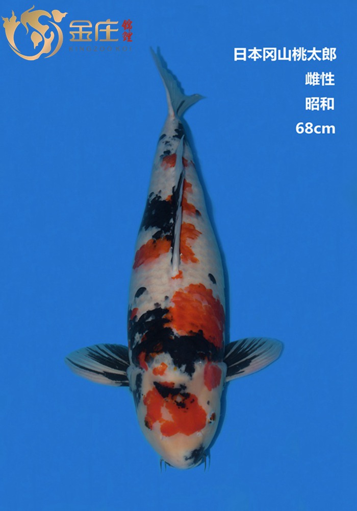 桃太郎68CM雌性昭和錦鯉