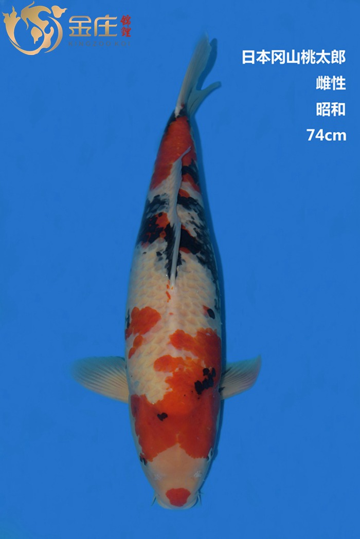 桃太郎74CM雌性昭和錦鯉
