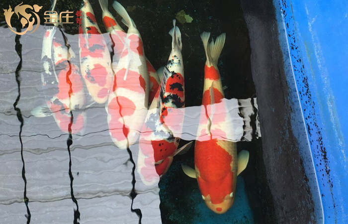 金莊錦鯉清晰的水質