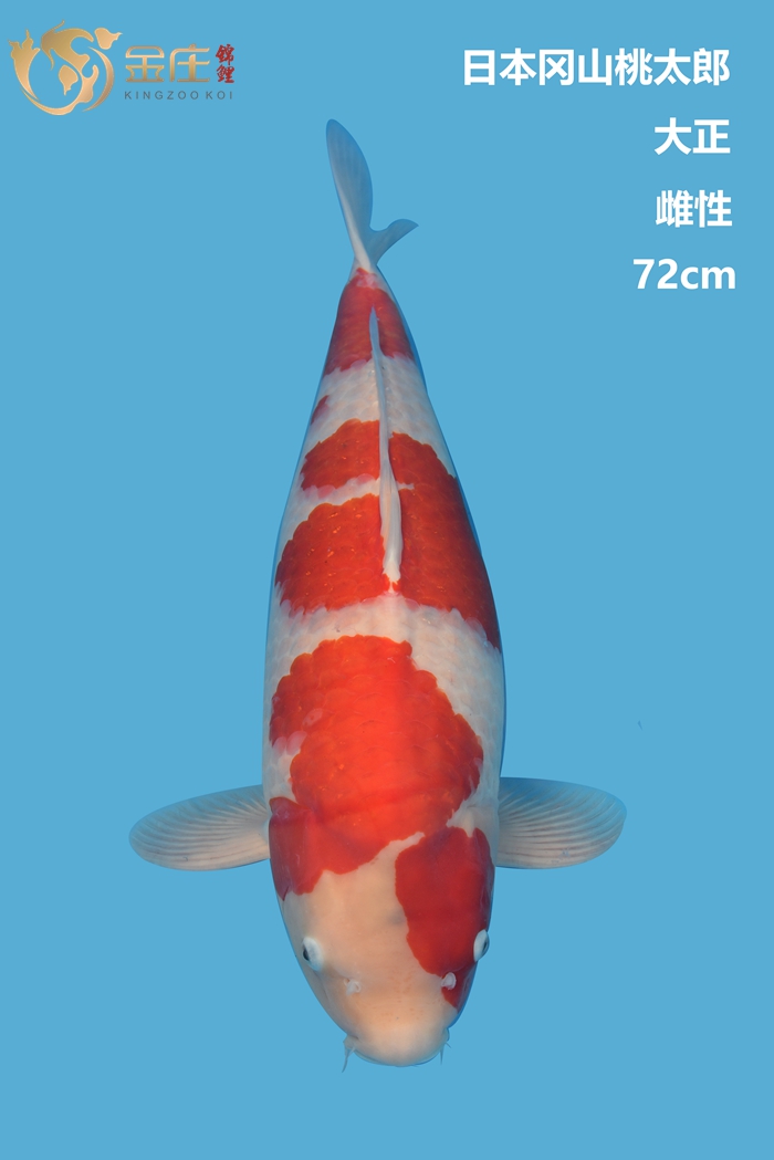 桃太郎72cm大正雌性錦鯉