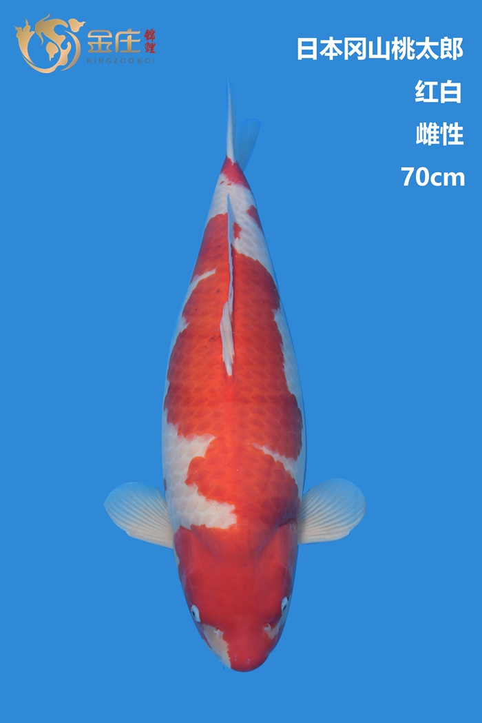 桃太郎70cm雌性紅白錦鯉