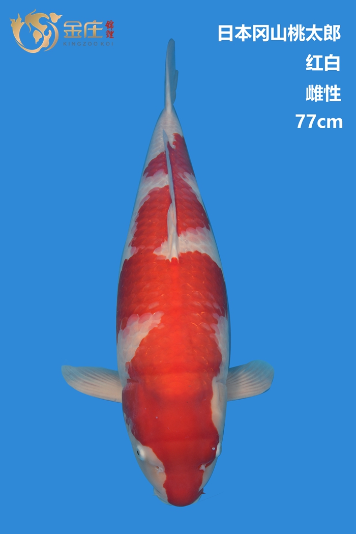 桃太郎77cm雌性紅白錦鯉