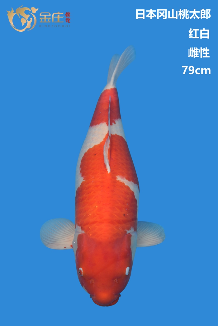桃太郎79cm雌性紅白錦鯉