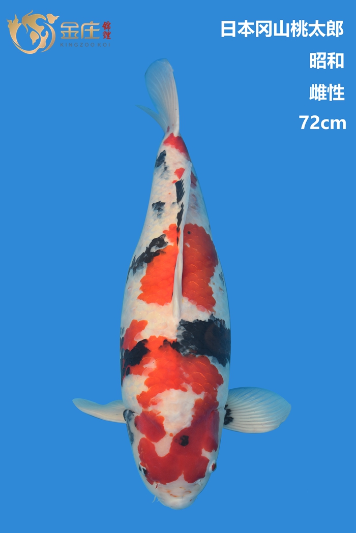桃太郎72cm雌性昭和錦鯉