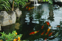 真正的純種錦鯉