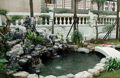 金莊錦鯉很漂亮