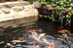 金莊提供專業養殖技術指導