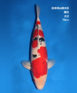 70cm雄性大正三色錦鯉