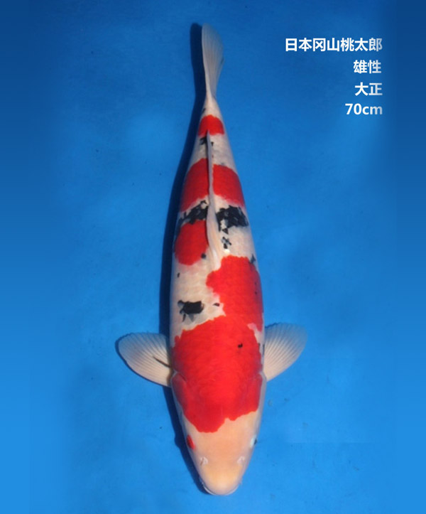 70cm雄性大正三色錦鯉 70cm雄性大正三色錦鯉