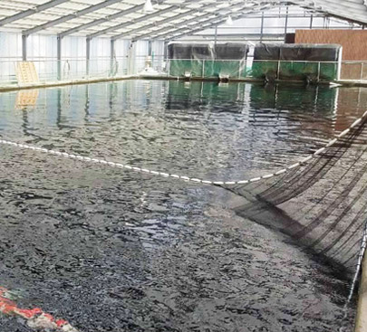 岡山桃太郎養殖基地2