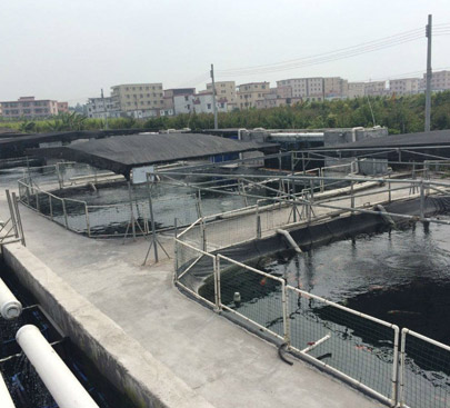 中山錦鯉養殖基地