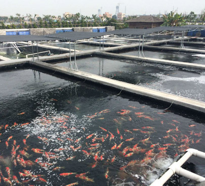 中山錦鯉養殖基地2