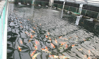 室内可控溫控濕漁場